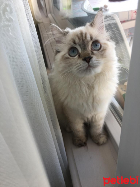 Ragdoll, Kedi  Naneli fotoğrafı