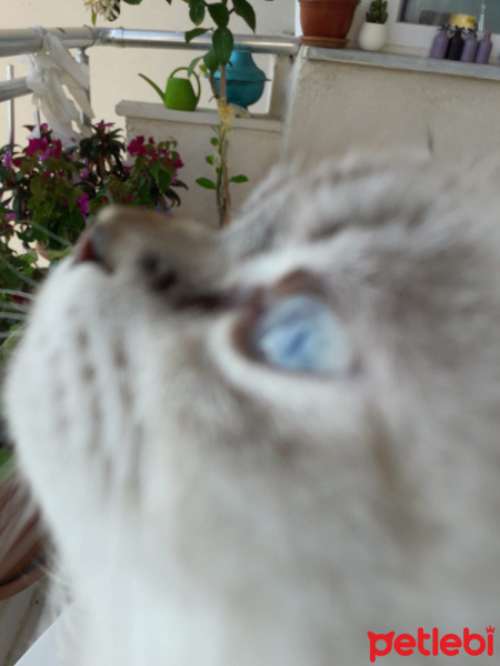 Ragdoll, Kedi  Naneli fotoğrafı