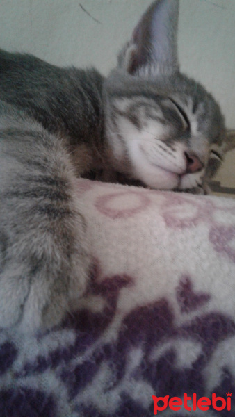 Tekir Kedi, Kedi  Duman Hamdi fotoğrafı