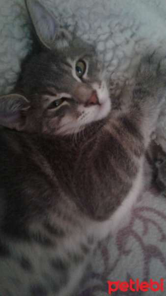 Tekir Kedi, Kedi  Duman Hamdi fotoğrafı