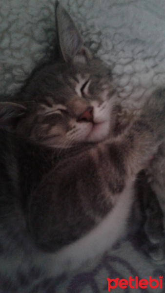 Tekir Kedi, Kedi  Duman Hamdi fotoğrafı