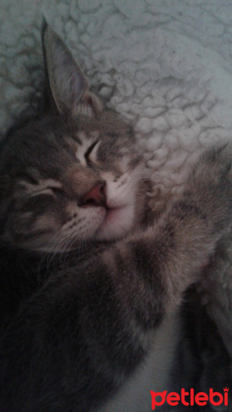 Tekir Kedi, Kedi  Duman Hamdi fotoğrafı