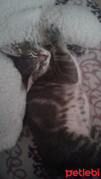 Tekir Kedi, Kedi  Duman Hamdi fotoğrafı