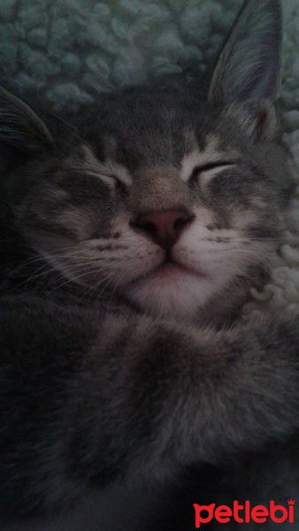 Tekir Kedi, Kedi  Duman Hamdi fotoğrafı
