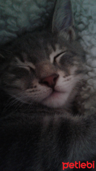 Tekir Kedi, Kedi  Duman Hamdi fotoğrafı
