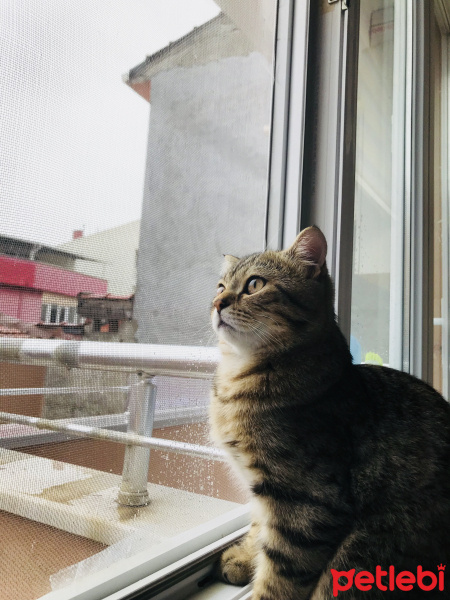 British Shorthair, Kedi  Dobby fotoğrafı