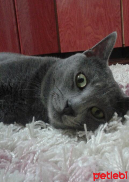 Mavi Rus, Kedi  Jango fotoğrafı