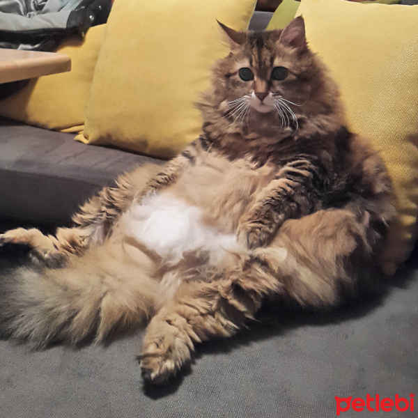 Tekir Kedi, Kedi  Hamsi fotoğrafı