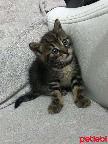 Tekir Kedi, Kedi  Pati fotoğrafı