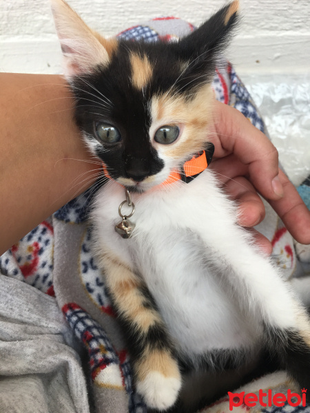 Sarman, Kedi  Mia fotoğrafı
