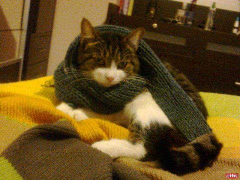 Tekir Kedi, Kedi  Mıstık fotoğrafı