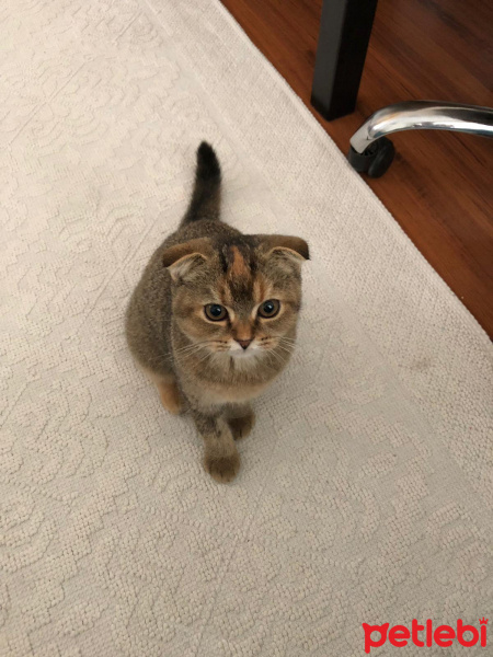 Scottish Fold, Kedi  Venüs fotoğrafı