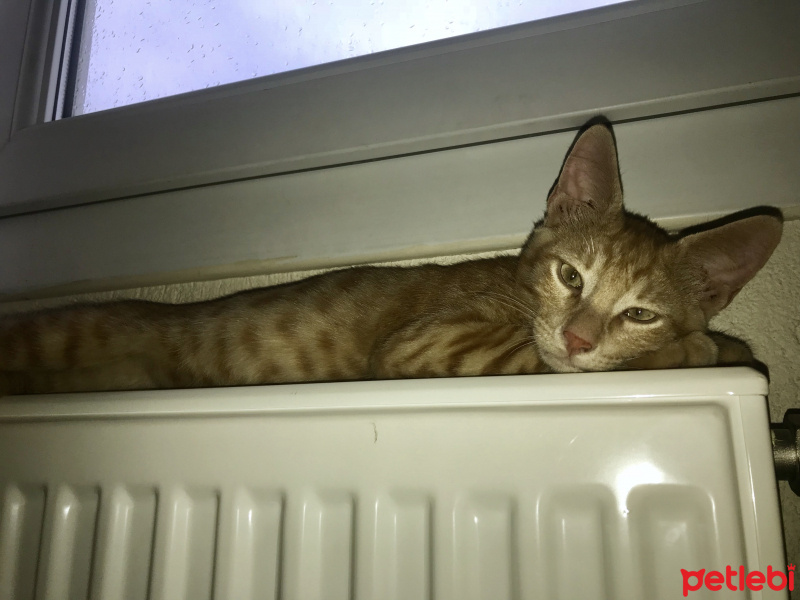 Sarman, Kedi  Havuç fotoğrafı