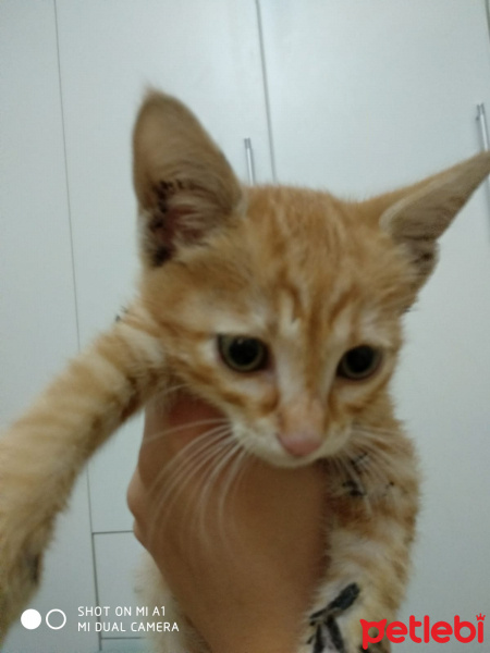 Sarman, Kedi  Pişi(sahiplendiremezsem sokağa atmam gerekecek) fotoğrafı
