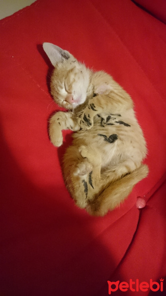 Sarman, Kedi  Pişi(sahiplendiremezsem sokağa atmam gerekecek) fotoğrafı