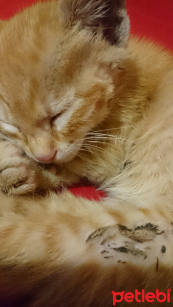 Sarman, Kedi  Pişi(sahiplendiremezsem sokağa atmam gerekecek) fotoğrafı