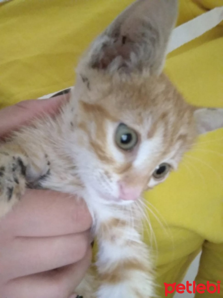 Sarman, Kedi  Pişi(sahiplendiremezsem sokağa atmam gerekecek) fotoğrafı