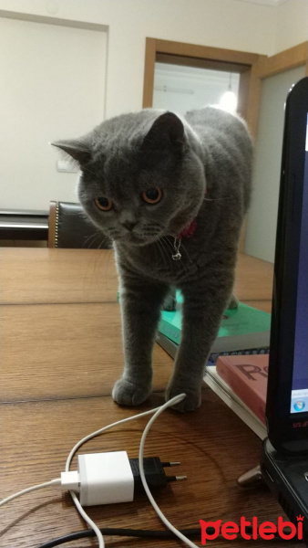 British Shorthair, Kedi  Prens fotoğrafı
