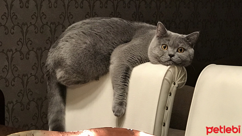 British Shorthair, Kedi  Sherlock fotoğrafı