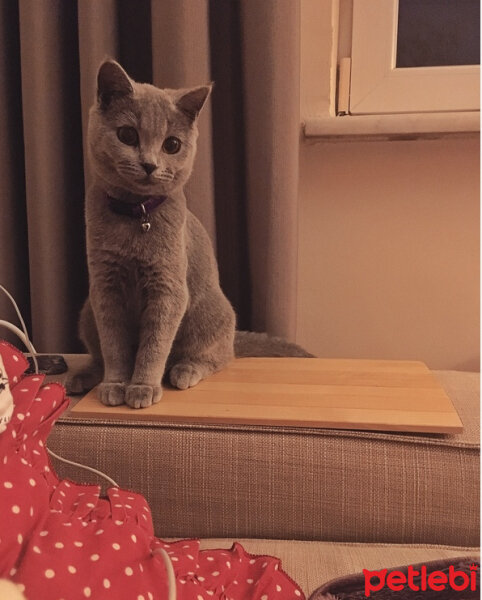 British Shorthair, Kedi  Puffy fotoğrafı