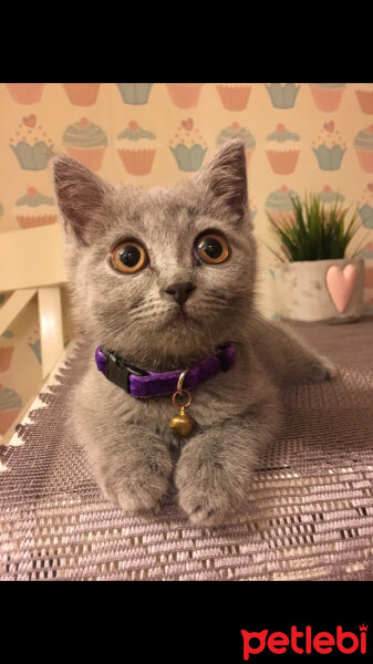 British Shorthair, Kedi  Puffy fotoğrafı