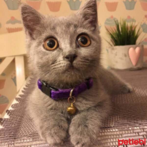 British Shorthair, Kedi  Puffy fotoğrafı