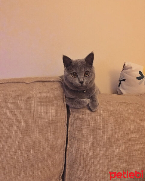 British Shorthair, Kedi  Puffy fotoğrafı