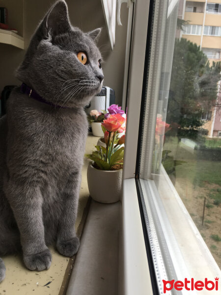 British Shorthair, Kedi  Puffy fotoğrafı