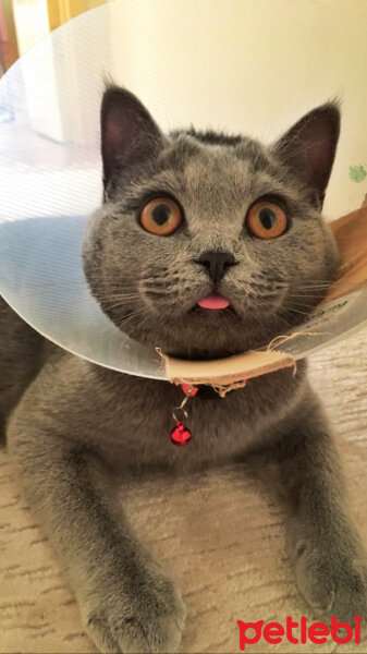 British Shorthair, Kedi  Puffy fotoğrafı