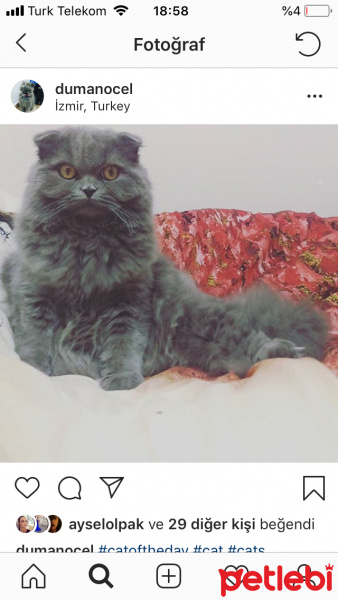 Scottish Fold, Kedi  Duman fotoğrafı