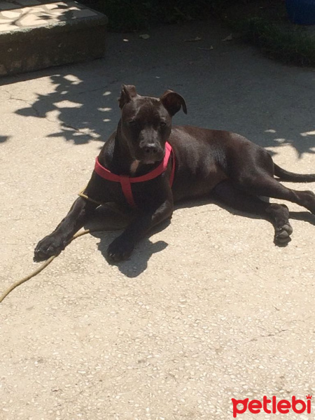 Amerikan Pitbull Terrier, Köpek  roxy fotoğrafı