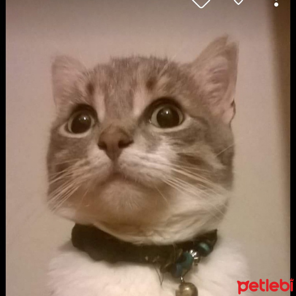 Abyssinian, Kedi  kaşık fotoğrafı
