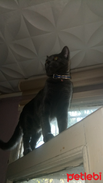 Mavi Rus, Kedi  Minik fotoğrafı
