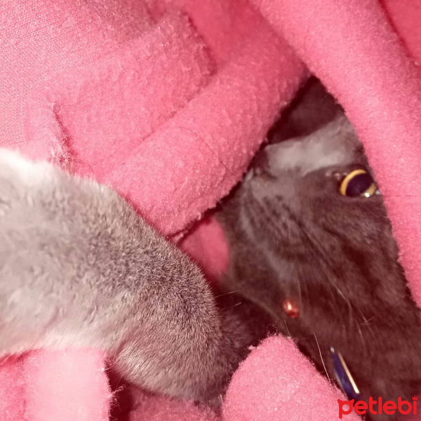 Mavi Rus, Kedi  Minik fotoğrafı