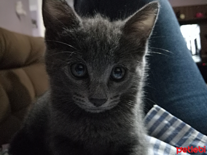 Mavi Rus, Kedi  Minik fotoğrafı