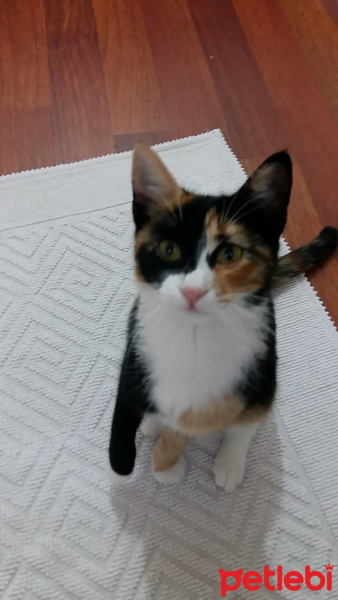 Tekir Kedi, Kedi  Zilli fotoğrafı