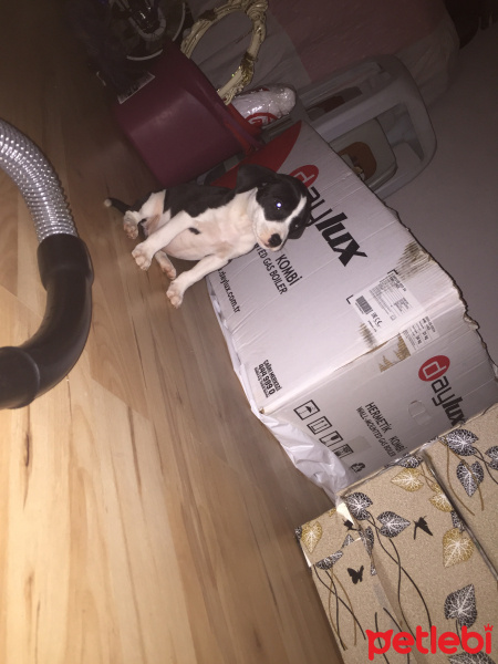 Dogo Arjantin, Köpek  Duman fotoğrafı