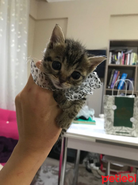 Tekir Kedi, Kedi  Spes fotoğrafı