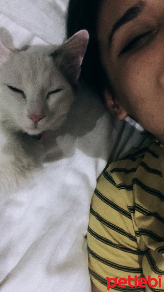 Ankara Kedisi, Kedi  Mia fotoğrafı