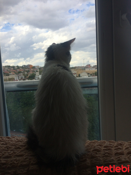 Ankara Kedisi, Kedi  Mia fotoğrafı