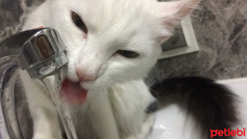 Ankara Kedisi, Kedi  Mia fotoğrafı