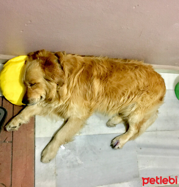 Golden Retriever, Köpek  Şanslı fotoğrafı