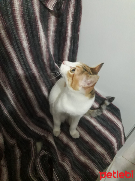 Tekir Kedi, Kedi  Nefes fotoğrafı