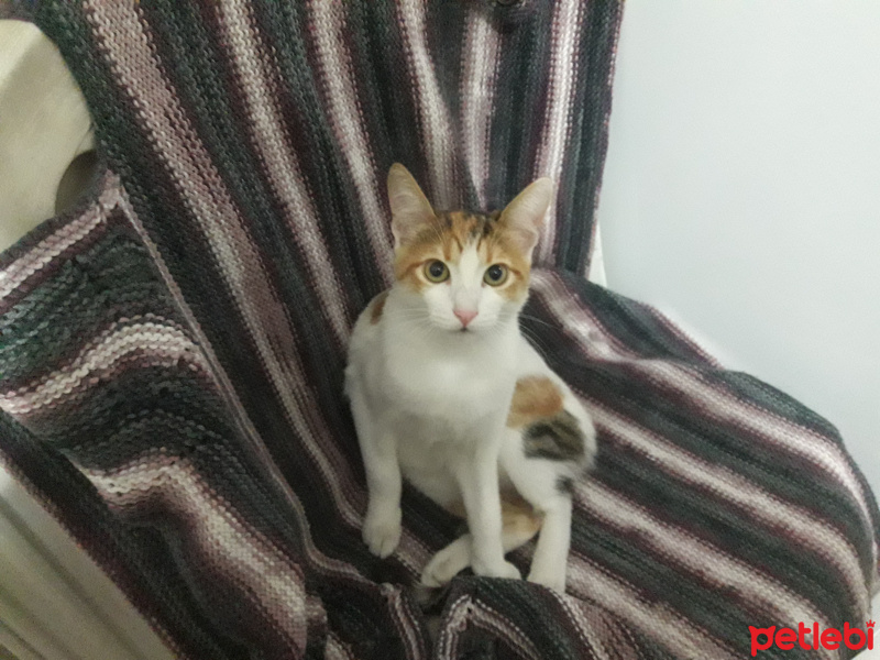Tekir Kedi, Kedi  Nefes fotoğrafı