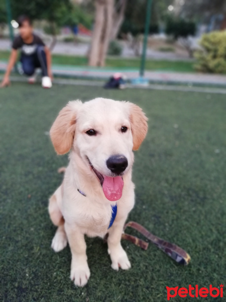 Golden Retriever, Köpek  Bobo fotoğrafı