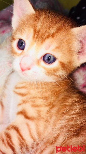 Sarman, Kedi  Darwin fotoğrafı
