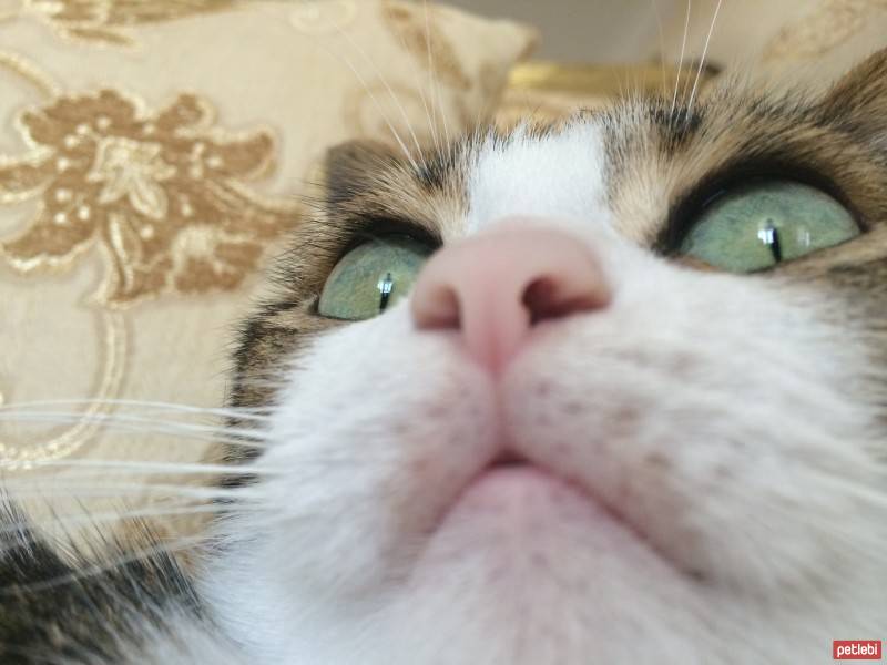 Tekir Kedi, Kedi  Çörek fotoğrafı