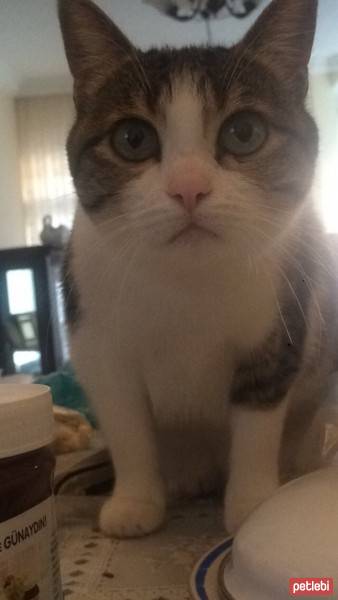 Tekir Kedi, Kedi  Çörek fotoğrafı