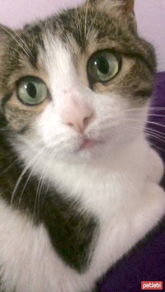 Tekir Kedi, Kedi  Çörek fotoğrafı