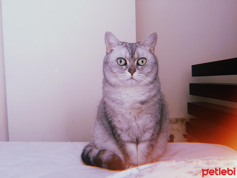 British Shorthair, Kedi  luna fotoğrafı
